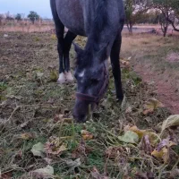 اسب مادیان نژاد کرد