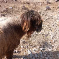 قوچ ترکی بختیاری اصل