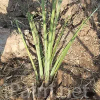 فروش پاجوش نخل