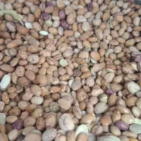 لوبیا چیتی بشرط پخت وعالی