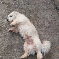 فروش سگ شیتزو تریر  نر|سگ|تهران, دانشگاه شریف|دیوار