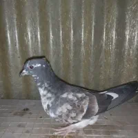 کبوترفروشی|پرنده|تهران, افسریه شمالی|دیوار