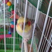 عروس‌هلندی|پرنده|تاکستان, |دیوار