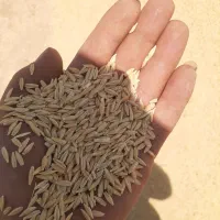 جو دیم