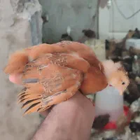 جوجه ۷۰ روزه گلپایگانی اصیل تضمینی