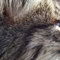 گربه پیدا شده