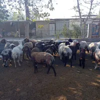 فروش گوسفند داشتی|حیوانات مزرعه|خلیل شهر, |دیوار