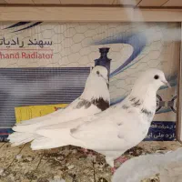 کفتر پرشی|پرنده|شاهین‌شهر, حاجی آباد|دیوار