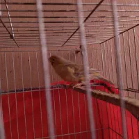 قناری ماده آماده اماده|پرنده|کرمان, |دیوار