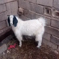 بزغاله نر گوشتی وچاق|حیوانات مزرعه|زیرکوه, |دیوار