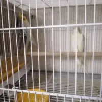 جفت عروس باجوجه