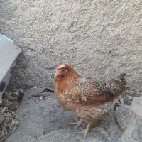 مرغ لری اصل