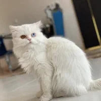 گربه خوشگل چشم دورنگ با قیمت مناسب|گربه|بناب, |دیوار