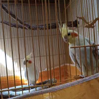 عروس هلندی|پرنده|اصفهان, ناصرخسرو|دیوار