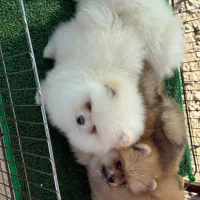 پامرانین|سگ|تبریز, |دیوار