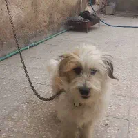 سگ نازوبازیگوش