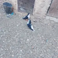 ساده|پرنده|ششطراز, |دیوار