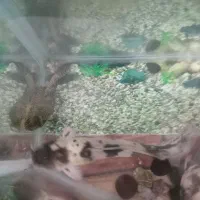 ماهی گوشتخوار ولجنخوار وتمام وسایل|ماهی|زنجان, |دیوار