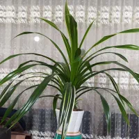 گل طبیعی زیبا و سرحال