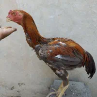 مرغ و خروس اصل نژاد زینتی