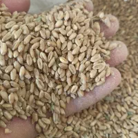گندم آفتاب درجه یک