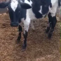 فروش گوساله دورگ هلشتین