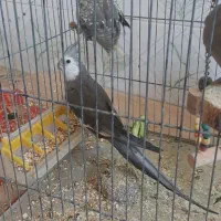 جفت عروس هلندی مولد با جوجه و گل باقالی ماده تک|پرنده|شیراز, کاراندیش|دیوار