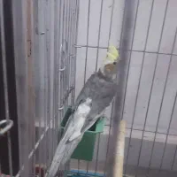 عروس|پرنده|رودسر, |دیوار