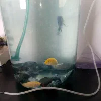 سیچیلاید آفریقایی