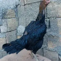 مرغ و خروس|پرنده|مشگین شهر, |دیوار