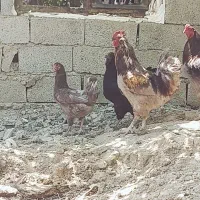 خروس دارم طلا مرغ گیر و جوان