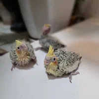 جوجه عروس هلندی|پرنده|کرج, کوی فرهنگ|دیوار