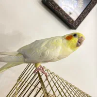 عروس هلندی لوتینو|پرنده|کرج, برغان|دیوار