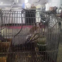 یک عدد سهره