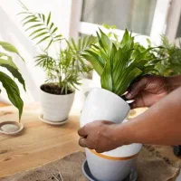 گلکاری،فضای سبز،تعویض گلدان اپارتمانی