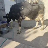 فروش گاو|حیوانات مزرعه|خوی, |دیوار