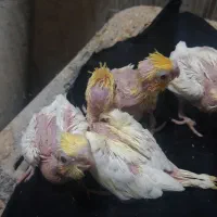 عروس هلندی سرلاکی