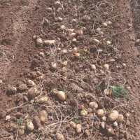 فروش ده تن سیب زمینی ساگیتا