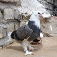 جوجه شازده سبز زرد سیاه پرشی کله ماستی