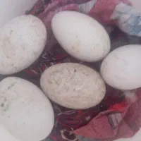 تخم غاز|حیوانات مزرعه|پارس‌آباد, |دیوار