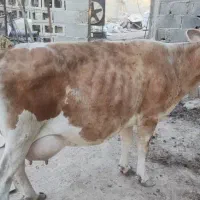 گاو شیری