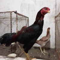 جوجه لاری|حیوانات مزرعه|رشت, لاکان شهر|دیوار