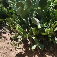 تعدادی کاکتوس غولپیکر از یکمتری تا ۳۰ سانت|گل و گیاه طبیعی|شازند, |دیوار