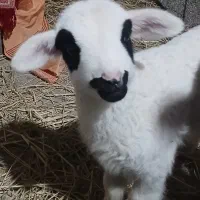 بره گوسفند نر وماده