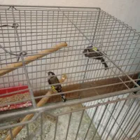 سهره ماده کهنه|پرنده|اصفهان, ملکشهر|دیوار