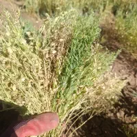 کاه جو شلیف گرفته