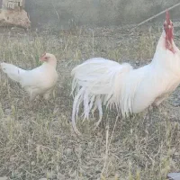 فونیکس  وارداتی فوق حرفه‌ای