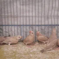 فروش جوجه فنج نرگسی شکلاتی سرلاکی