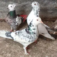 ۳عدد کبوتر غریب گرفتم