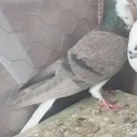 کبوتر کوهبنان|پرنده|کوهبنان, |دیوار